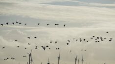 Pays-Bas: des éoliennes en pause pour laisser passer les oiseaux