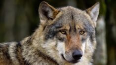 Corrèze: un loup abattu à Tarnac