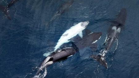Un photographe saisit des images d’un baleineau orque blanc extrêmement rare au large des côtes californiennes