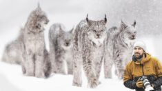 Six lynx m’entouraient, assis dans la neige: le périple d’un photographe pour capturer des animaux sauvages rares