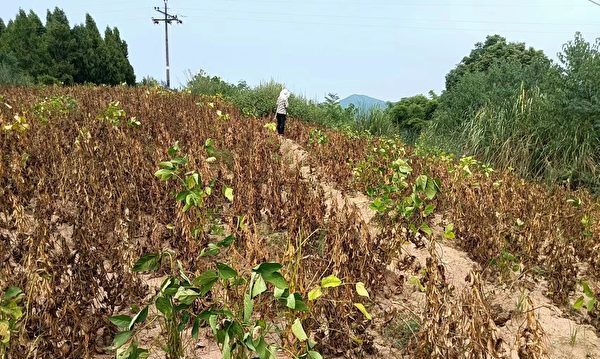 Des producteurs de soja du Sichuan n’obtiennent aucune récolte après avoir acheté des semences auprès des autorités chinoises