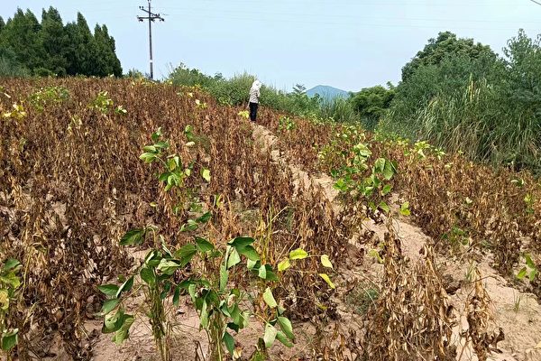 Plusieurs agriculteurs du comté de Xichong, de la ville de Nanchong, dans la province du Sichuan, ont déposé une plainte le 14 mai 2023 auprès du gouvernement du comté concernant la non-récolte des graines de soja de l'été 2022 fournies par les autorités locales. (Avec l'aimable autorisation de M. Wang)