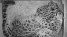 Le couple «par excellence»: des léopards des neiges inséparables se câlinent chaque nuit