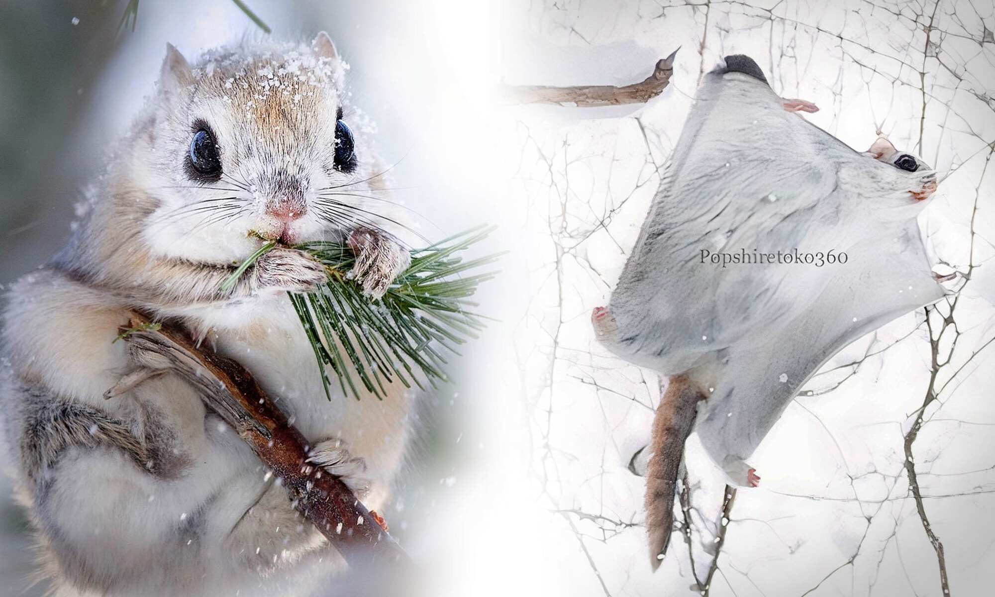 [Vidéo] Un photographe brave la forêt enneigée pour photographier de mignons écureuils volants nains du Japon