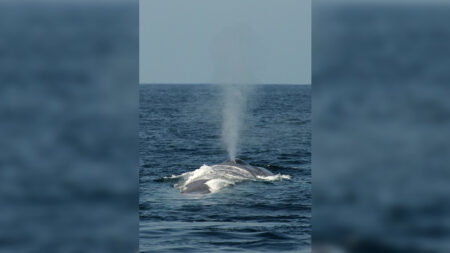 La Réunion: deux baleines bleues observées au large des côtes