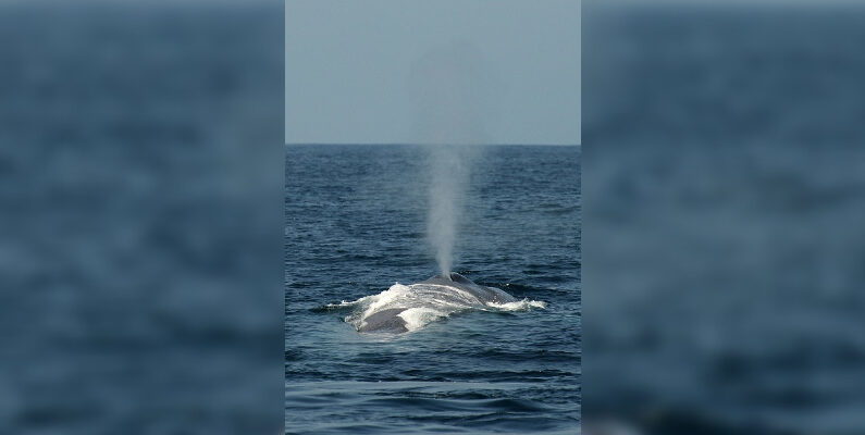 Une baleine bleue. (ROBYN BECK/AFP via Getty Images)