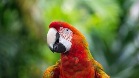 Bretagne: après plus de 100 km parcourus, le perroquet Coco a été retrouvé à Noirmoutier