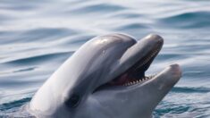 Bretagne: un suspect entendu après la découverte d’un dauphin dépecé dans une poubelle