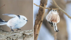 Des oiseaux tellement mignons : les « fées des neiges » japonaises font de la gymnastique sur les branches des arbres