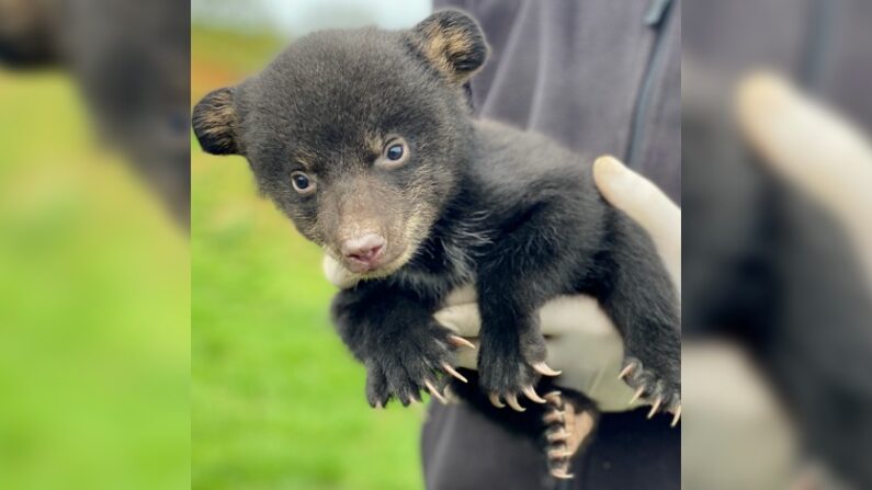 Un des trois oursons nés à Planète sauvage (Crédit : Planète sauvage)