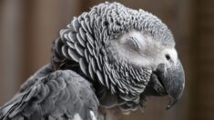 Perdu, un perroquet s’invite chez une locataire à Montpellier