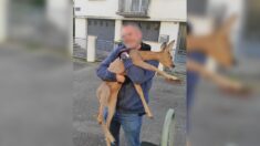 Des policiers de la BAC sauvent un chevreuil égaré dans le centre-ville de Lorient
