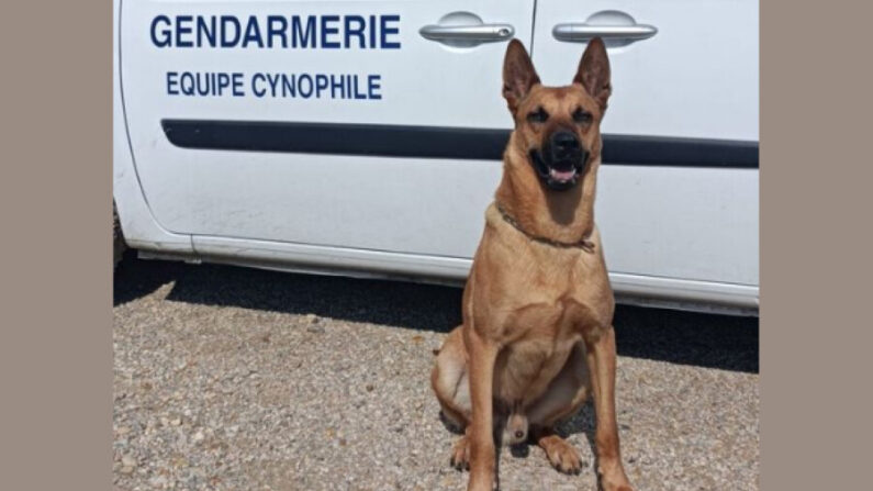Sky vient d’intégrer la brigade cynophile du Groupe d’investigation de Nîmes. (Gendarmerie du Gard) 