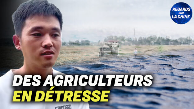 Focus sur la Chine – Des producteurs de blé chinois font face à un « désastre » en raison de fortes pluies