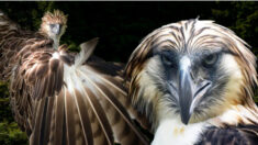 Un aigle rare « mangeur de singes » : l’un des plus grands oiseaux du monde aux yeux bleu-gris et qui s’accouplent pour la vie