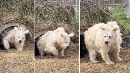 L’ourse qui s’est réveillée grognonne pour commencer sa journée au zoo est devenue un phénomène viral
