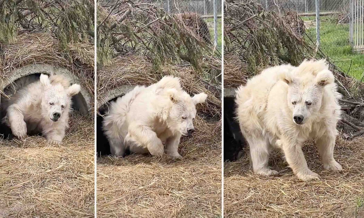 L'ourse qui s'est réveillée grognonne pour commencer sa journée au zoo est devenue un phénomène viral