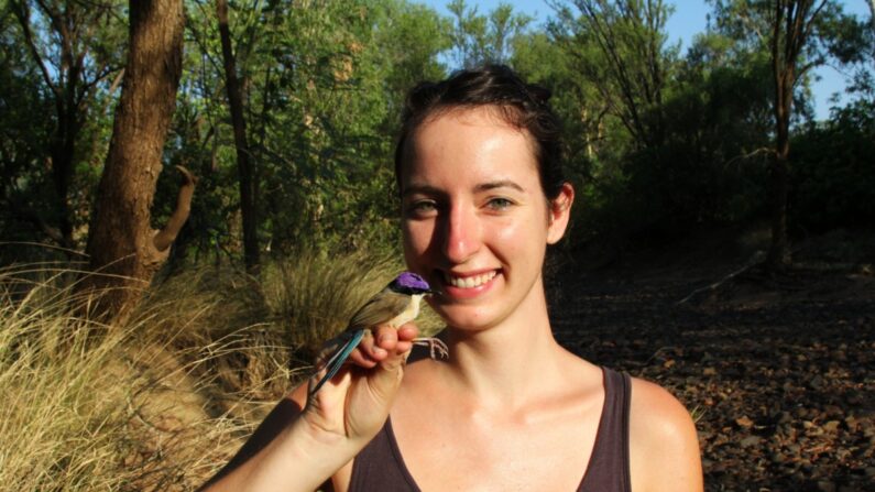 Niki Teunissen, chercheuse, avec un mérion couronné pourpre mâle en plumage nuptial. (Niki Teunissen/Australian Wildlife Conservancy)