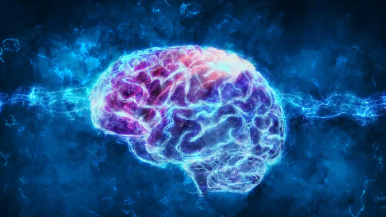 On pense aujourd'hui que l'augmentation des synapses et de leur densité peut prévenir le déclin cognitif, et que le L-thréonate de magnésium peut y contribuer. (Andrus Ciprian/Shutterstock)

