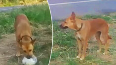 Une chienne abandonnée attend le retour de son maître sur le bord de la route pendant 2 mois