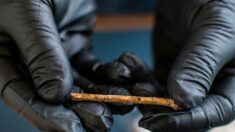Des flûtes minuscules en os âgées de 12.000 ans, qui imitent des oiseaux prédateurs, ont été trouvées en Israël