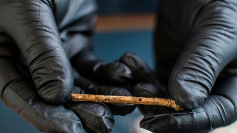 L'une des sept flûtes miniatures en os trouvées dans la vallée de Hula, dans le nord d'Israël. (Yoli Schwartz, Autorité israélienne des antiquités) 