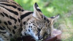Montpellier: il découvre un serval apeuré mais apprivoisé dans son jardin
