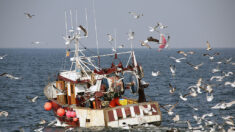 L’aide «carburant» de 20 centimes pour les pêcheurs officiellement prolongée jusqu’au 15 octobre