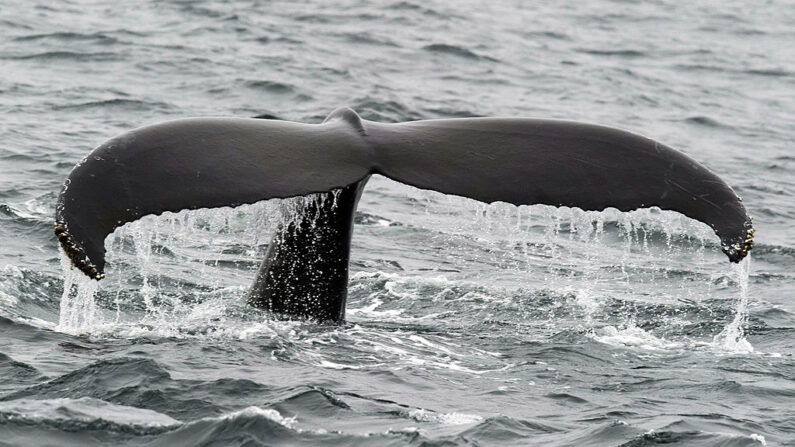 Le projet consiste à capturer des baleines de Minke – également appelées petits rorquals – dans l'archipel des Lofoten (nord-ouest de la Norvège) pour les soumettre à des tests auditifs, avant de les relâcher. (Photo DON EMMERT/AFP via Getty Images)