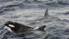 Le mystère des attaques d’orques, terreur des voiliers dans les eaux espagnoles