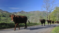 Vingt-trois vaches foudroyées dans le Cantal
