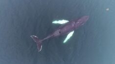 Australie: une baleine «très curieuse» suit un kayakiste sur trois kilomètres, à Sydney