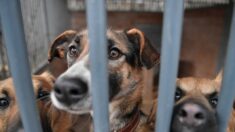 300 chiens et chats évacués de l’est de l’Ukraine grâce à l’association Kyiv Animal Rescue Group