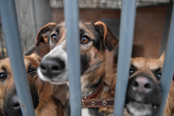 300 chiens et chats évacués de l'est de l'Ukraine grâce à l'association Kyiv Animal Rescue Group