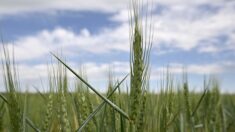 En France, des «chambres de cultures» dédiées à la recherche des blés du futur