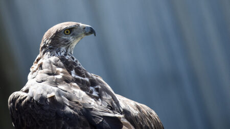 Cet aigle de Bonelli n’avait plus donné signe de vie durant trois ans: il vient de réapparaître en Ardèche, avec une femelle