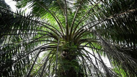 Indonésie et Malaisie combattent les mesures européennes sur l’huile de palme