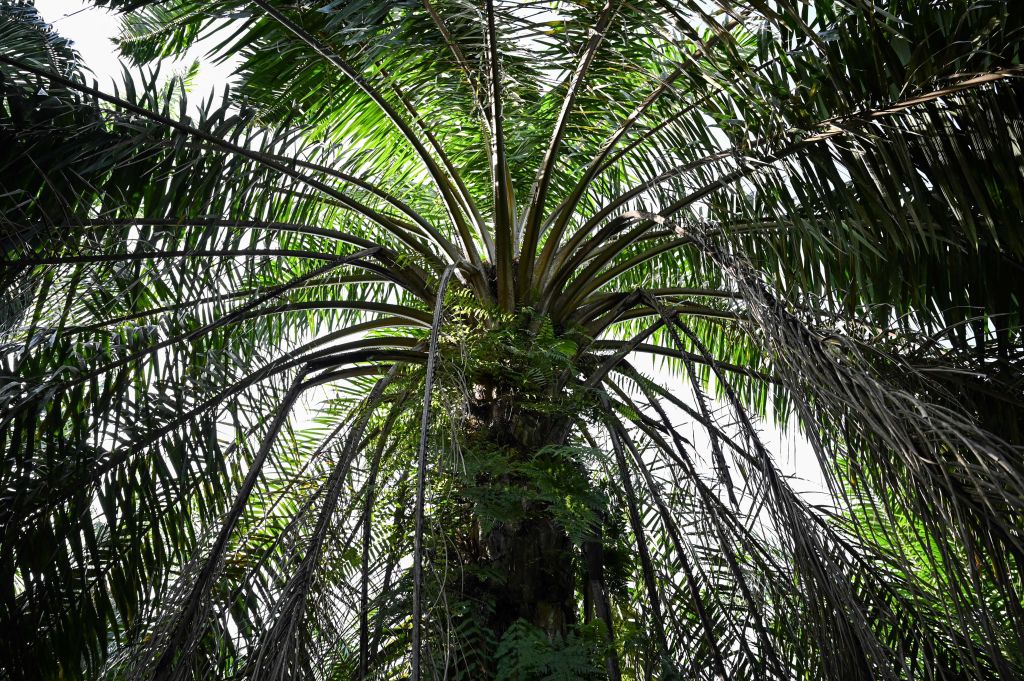 Indonésie et Malaisie combattent les mesures européennes sur l'huile de palme