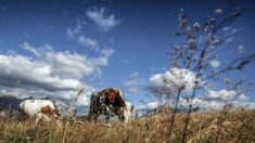 Haute-Savoie: un agriculteur poussé du haut d’une pente par une vache fini à l’hôpital