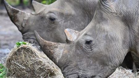 Dans un parc de RDC, réintroduction de rhinocéros blancs d’Afrique du Sud