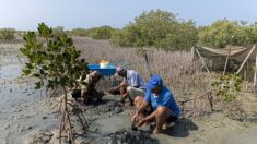 Aires marines protégées: comment mieux préserver les écosystèmes marins ?