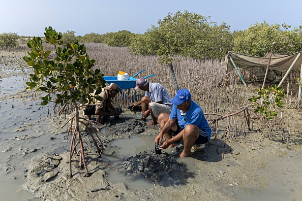 Des ouvriers replantent des palétuviers sur le site d'un projet de reboisement de la mangrove à Hamata, sur la côte méridionale de la mer Rouge en Égypte, le 16 septembre 2022. (KHALED DESOUKI/AFP via Getty Images)
