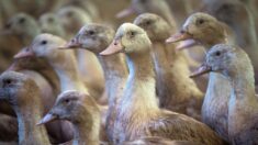 Grippe aviaire: la France doit mieux se préparer à un risque croissant