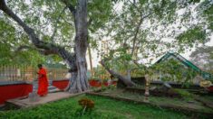 L’arbre le plus sacré du Sri Lanka menacé par la 5G, une protection maximum est mise en place
