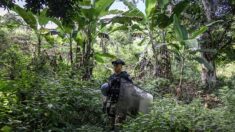 À Mayotte, l’État lutte aussi contre la déforestation et les plantations illégales