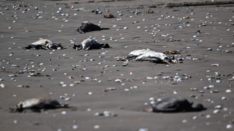 Des cormorans morts sur une plage au Chili, le 31 mai 2023 (Photo by MARTIN BERNETTI / AFP) 
