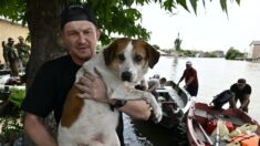 Des chats et des chiens sauvés des inondations en Ukraine trouvent un nouveau foyer