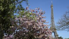 Paris : mettre des arbres en terre « pour faire du chiffre (…) et les laisser mourir »