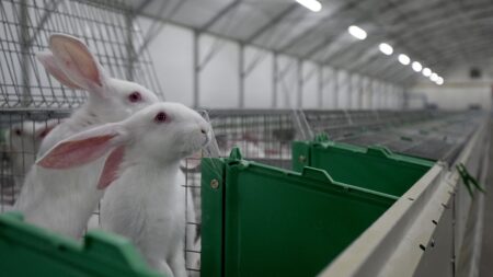 Élevage: sortir les lapins des cages, «c’est l’avenir»