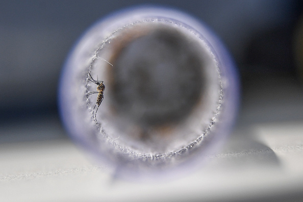 Le chikungunya est une maladie provoquée par un virus lui-même transmis par le moustique tigre. (APU GOMES/AFP via Getty Images)